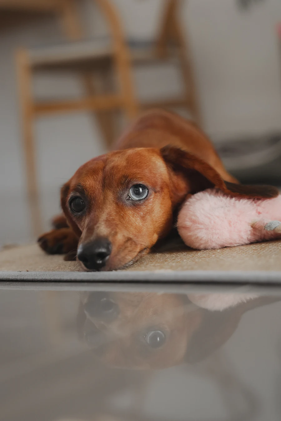 Ein Dackel legt seinen Kopf auf ein rosa Kuscheltier
