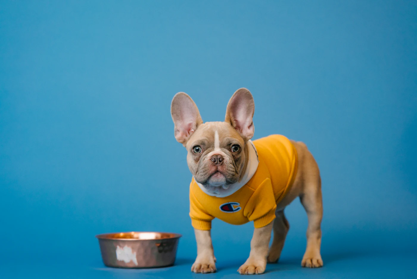 Eine französische Bulldogge im gelben Pulli steht vor blauem Hintergrund neben einem Futternapf