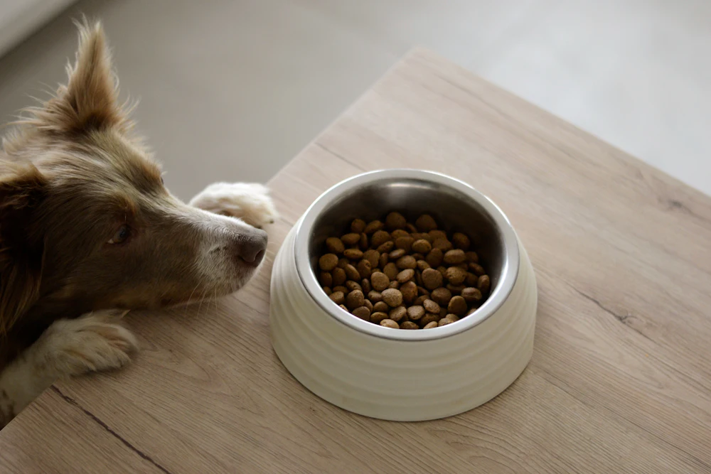 Ein Hund schnuppert an einem Napf mit Trockenfutter auf einem Holztisch