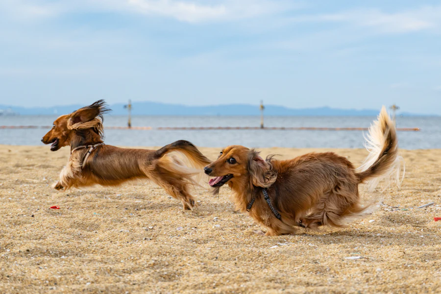 Zwei langhaarige Dackel rennen über einen Strand