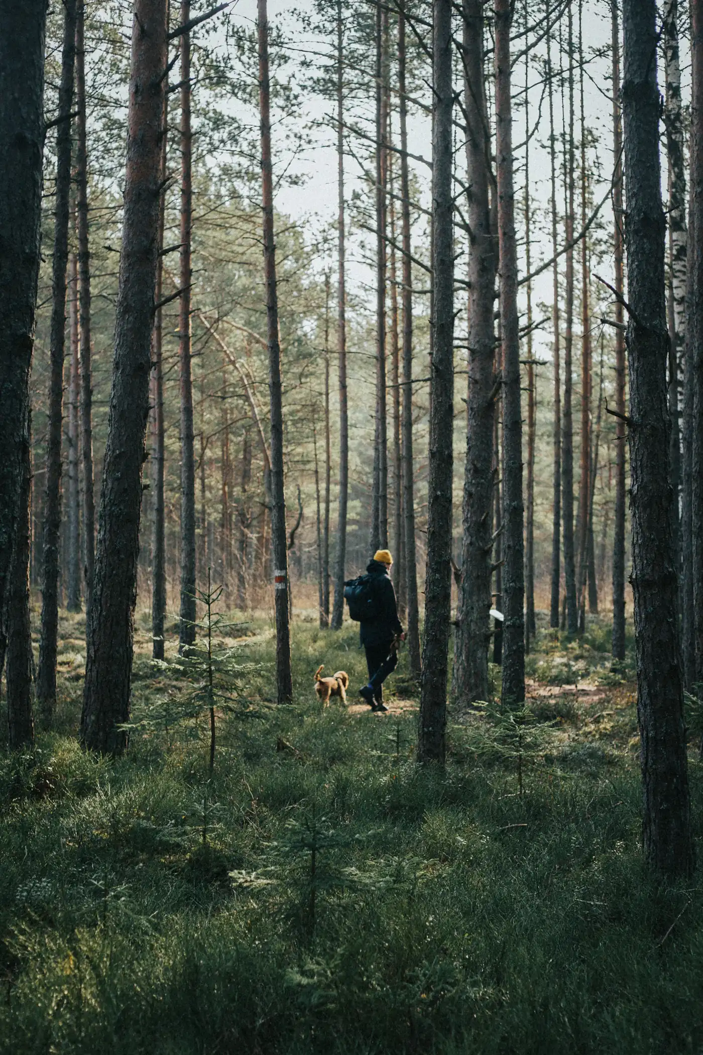 Ein Mann mit Rucksack geht mit seinem Hund durch einen Kiefernwald